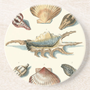 Fancy Shell Beach Sandstone Coaster