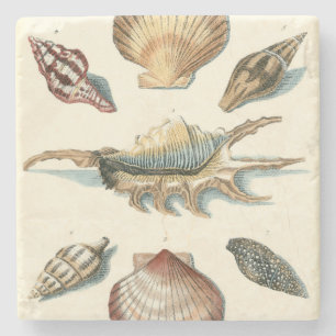 Fancy Shell Beach Stone Coaster