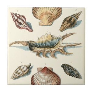 Fancy Shell Beach Tile