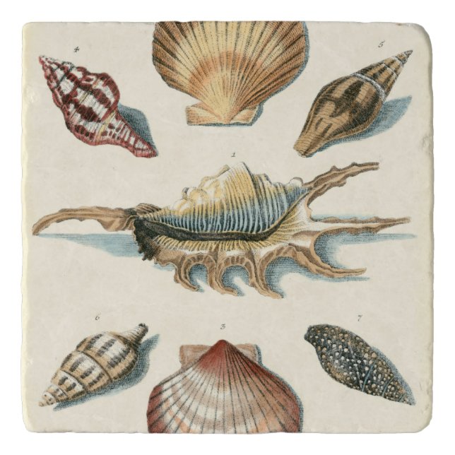 Fancy Shell Beach Trivet (Front)