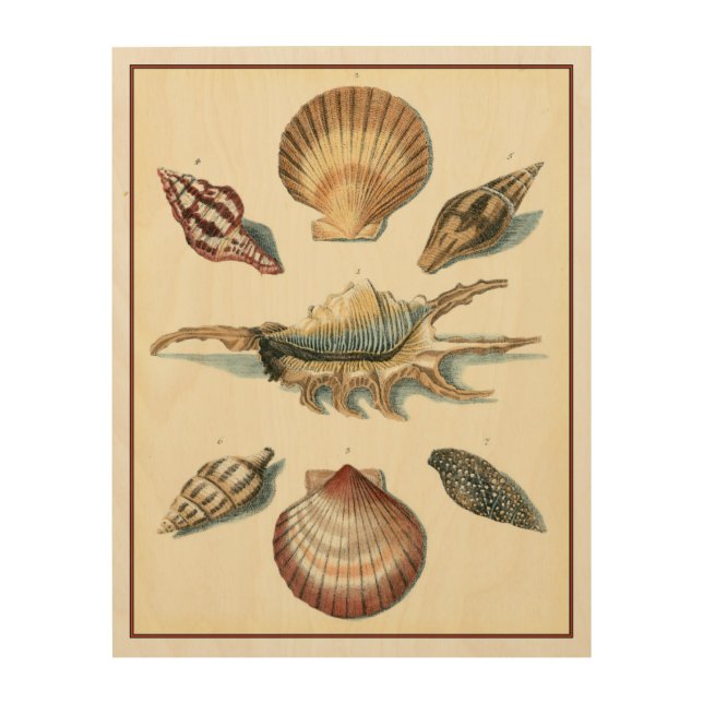 Fancy Shell Beach Wood Wall Art (Front)