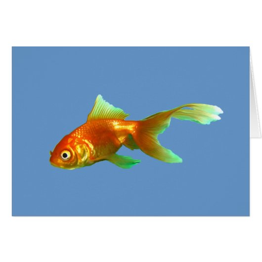 Fancy tail oranda goldfish cards (Front Horizontal)