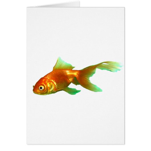 Fancy tail oranda goldfish cards (Front)