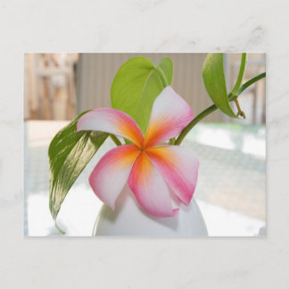 Fangi Panni Post Card
