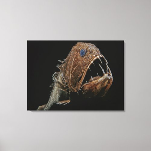 Fangtooth Anoplogaster cornuta Order Beryciform Canvas Print