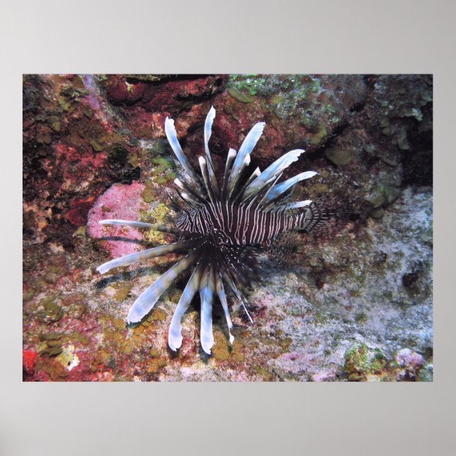 Fanned Out Fins Poster (Front)