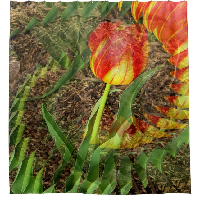 Fanned Tulip........ Shower Curtain (Front)