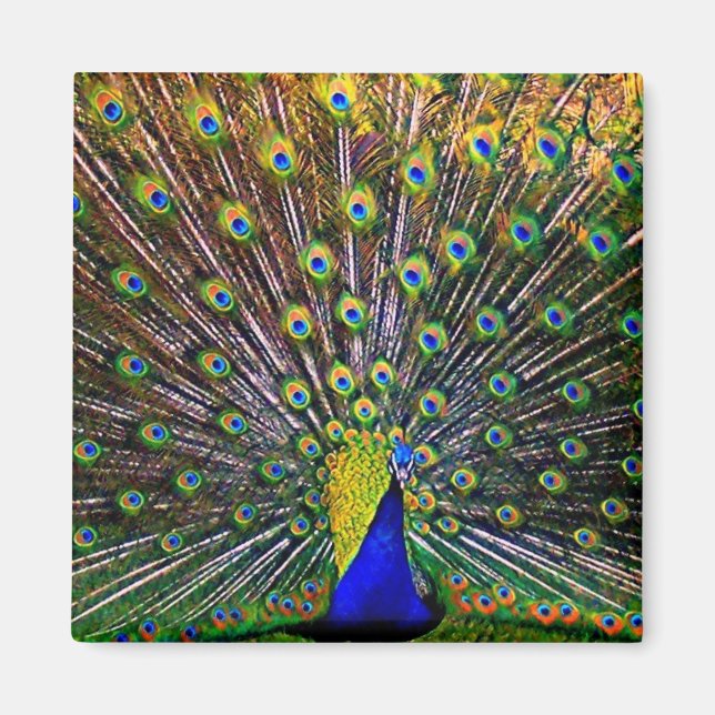 Fanning Peacock Magnet (Front)
