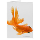 Fantail goldfish (Carassius auratus) 2 (Front)