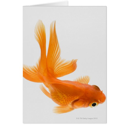Fantail goldfish (Carassius auratus) 2 Cards (Front)