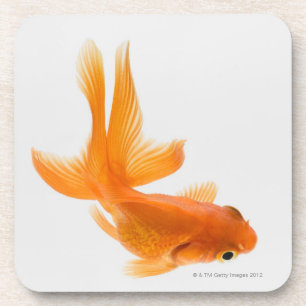 Fantail goldfish (Carassius auratus) 2 Coaster