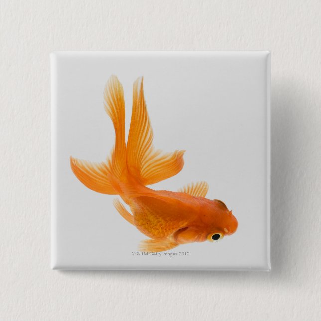 Fantail goldfish (Carassius auratus) 2 Pinback Button (Front)
