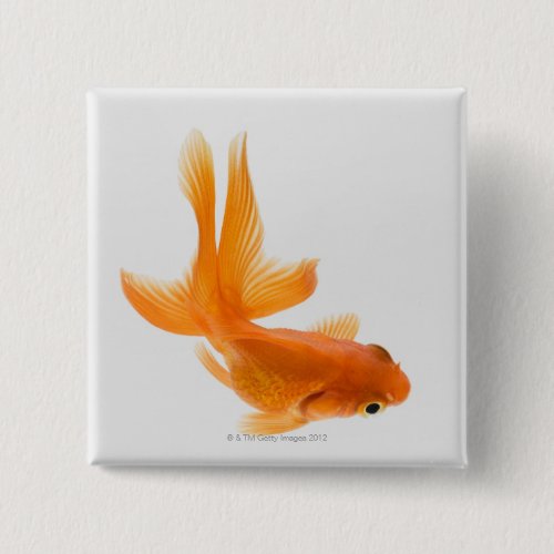 Fantail goldfish Carassius auratus 2 Pinback Button