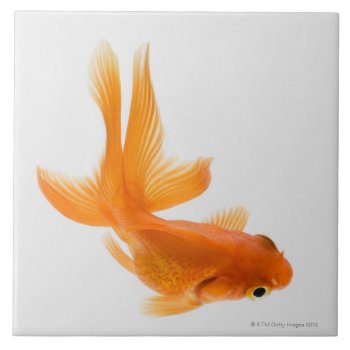 Fantail Goldfish (carassius Auratus) 2 Tile by prophoto at Zazzle