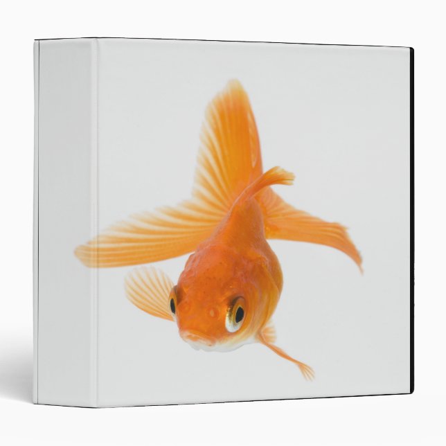 Fantail goldfish (Carassius auratus) Binder (Front/Spine)