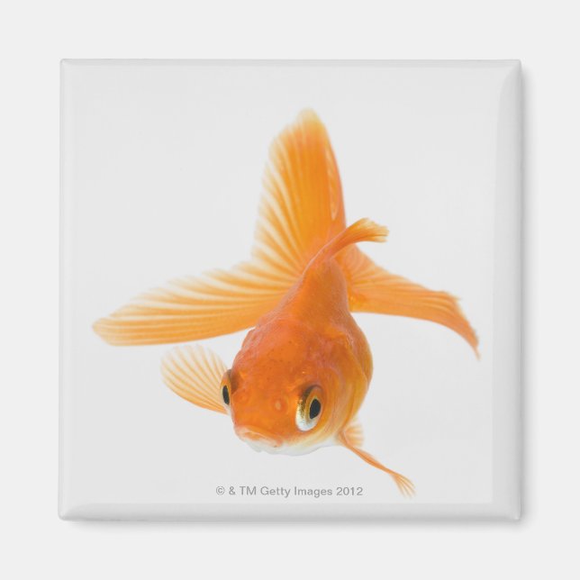 Fantail goldfish (Carassius auratus) Magnet (Front)