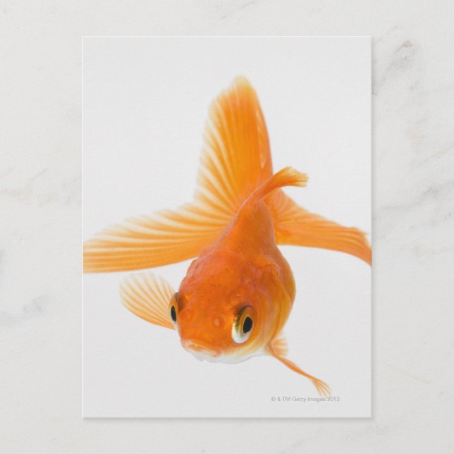 Fantail goldfish (Carassius auratus) Postcard (Front)