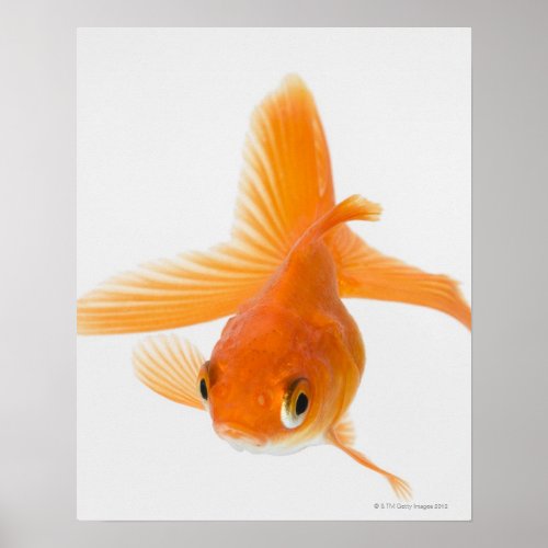 Fantail goldfish Carassius auratus Poster