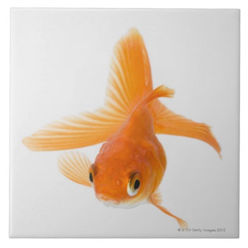 Fantail goldfish Carassius auratus Tile