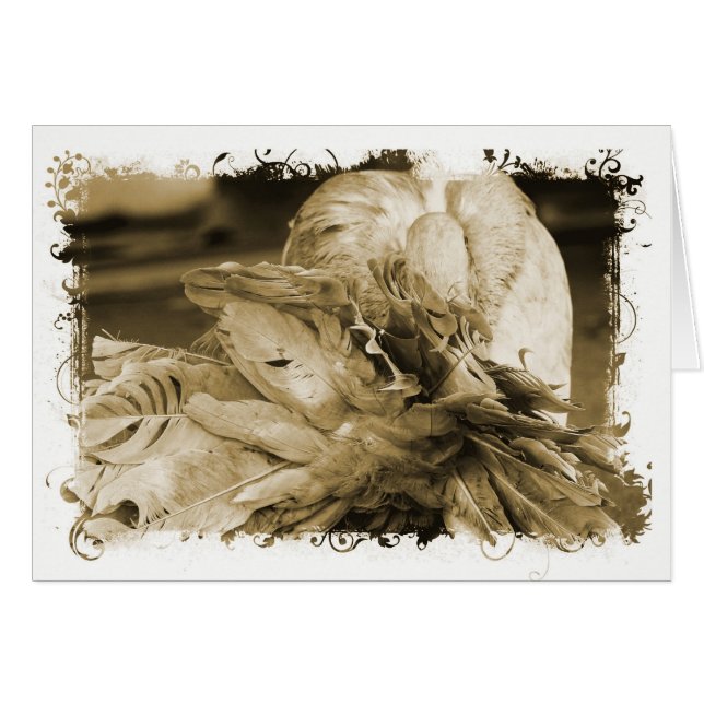 Fantail Pigeon Cards (Front Horizontal)