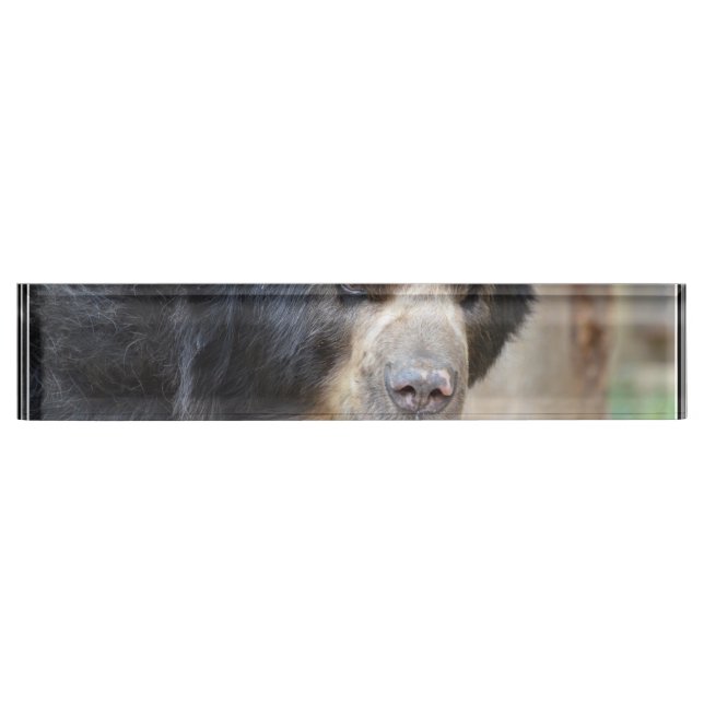 Fantastic Face of a Black Bear Desk Name Plate (Front)