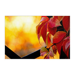 Fantastic red vine leaves in the autumn garden acrylic print