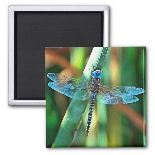 Fantasy Dragonfly In Turquoise and Black Magnet