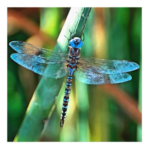 Fantasy Dragonfly In Turquoise and Black Photo Print