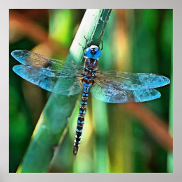 Fantasy Dragonfly In Turquoise and Black Poster