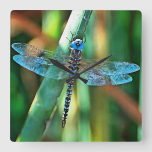 Fantasy Dragonfly In Turquoise and Black Square Wall Clock