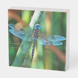 Fantasy Dragonfly In Turquoise and Black Wooden Box Sign