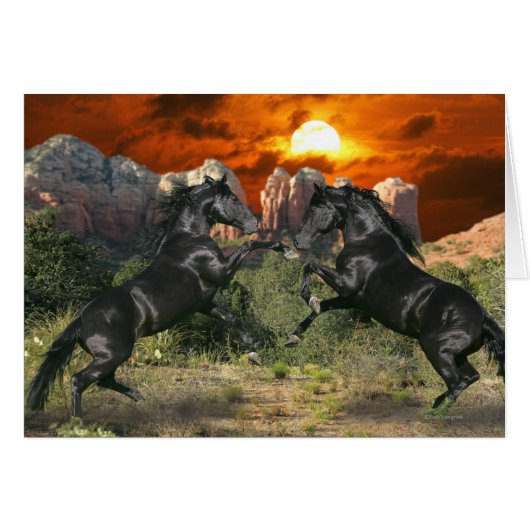 Fantasy Horses: Black Magic Cards (Front Horizontal)