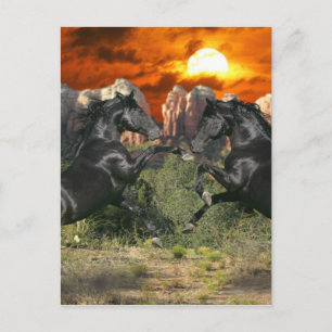 Fantasy Horses: Black Magic Postcard