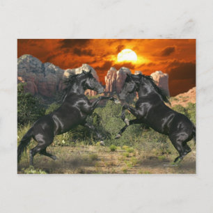 Fantasy Horses: Black Magic Postcard