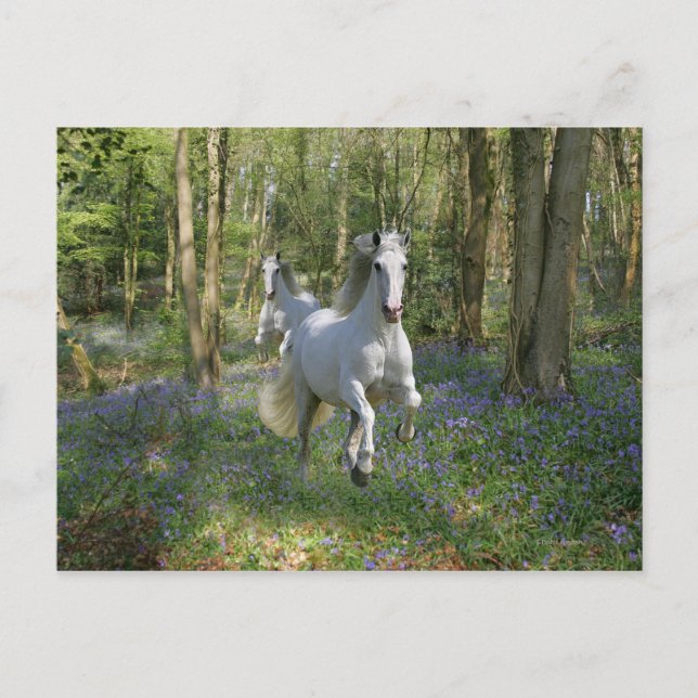 Fantasy Horses: Bluebell Wood Postcard (Front)