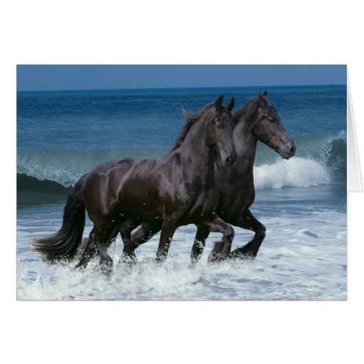 Fantasy Horses: Friesians & Sea Cards (Front Horizontal)