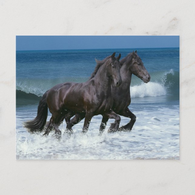 Fantasy Horses: Friesians & Sea Postcard (Front)