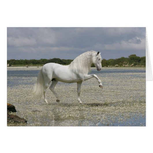 Fantasy Horses: Lord of the Lake Cards (Front Horizontal)