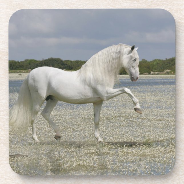 Fantasy Horses: Lord of the Lake Coaster (Front)