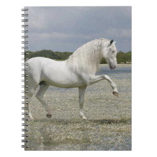 Fantasy Horses: Lord of the Lake Notebook