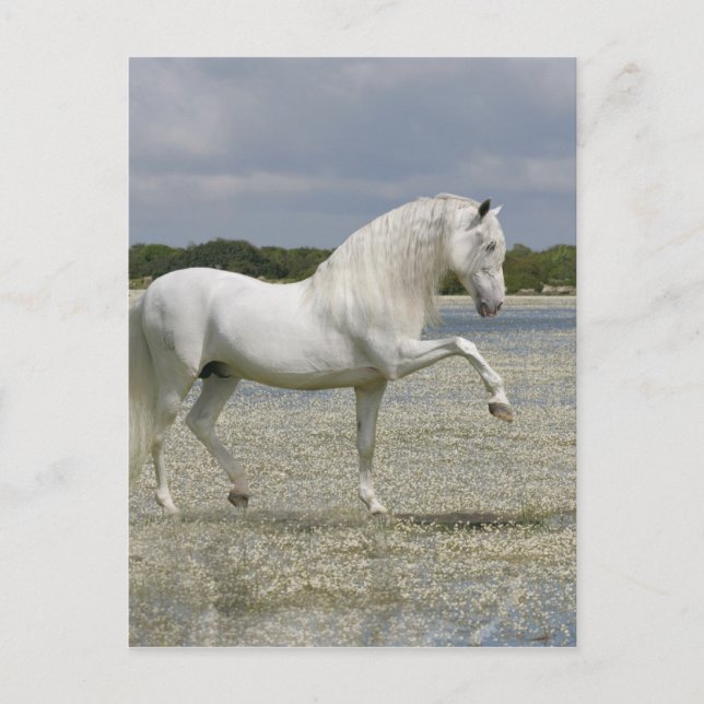 Fantasy Horses: Lord of the Lake Postcard (Front)