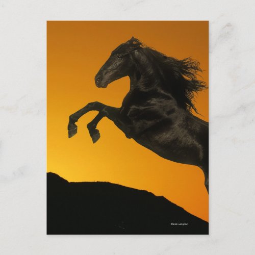 Fantasy Horses Mountain Sunset Postcard