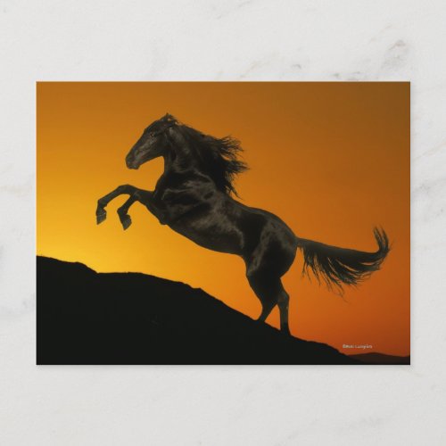 Fantasy Horses Mountain Sunset Postcard