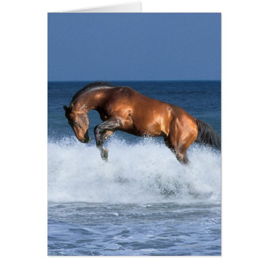 Fantasy Horses: Selle Francais & Sea Cards (Front)