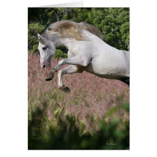 Fantasy Horses: Spring Gallop Cards (Front)