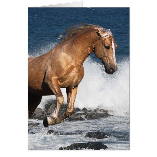 Fantasy Horses: Summer Splash Cards (Front)