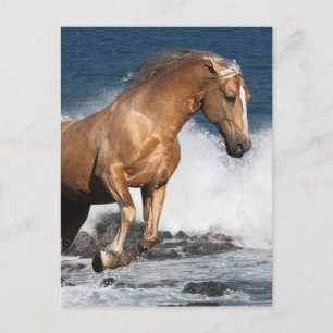 Fantasy Horses: Summer Splash Postcard