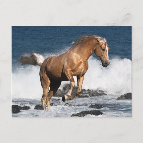 Fantasy Horses Summer Splash Postcard