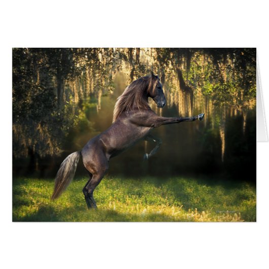 Fantasy Horses: Warrior Prince Cards (Front Horizontal)