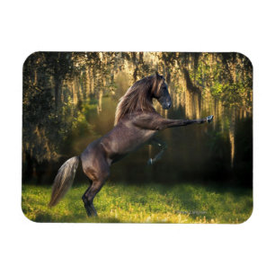 Fantasy Horses: Warrior Prince Magnet